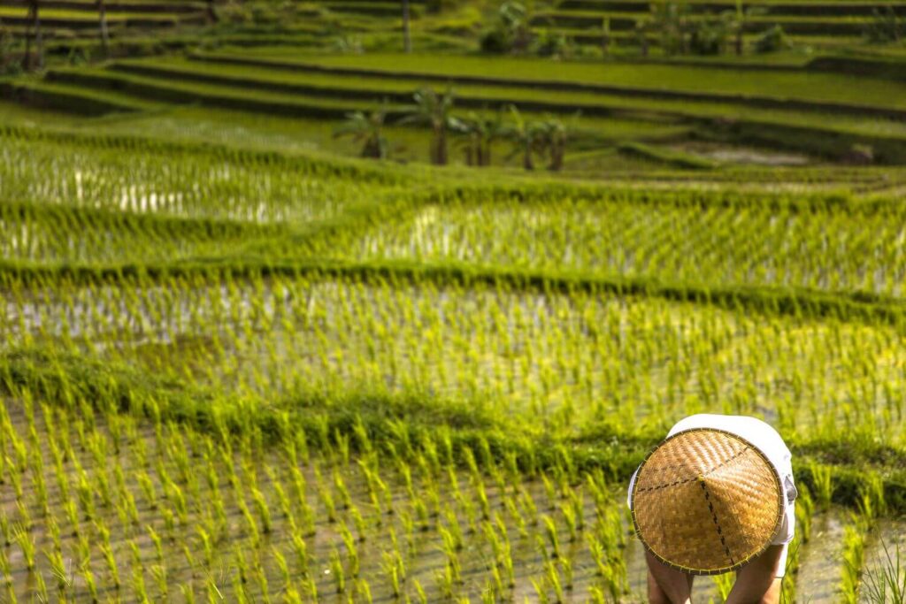man-with-traditional-balinese-cap-at-rice-fields