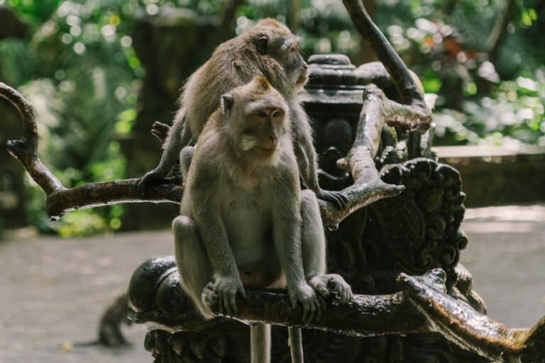 Monkey Forest Bali