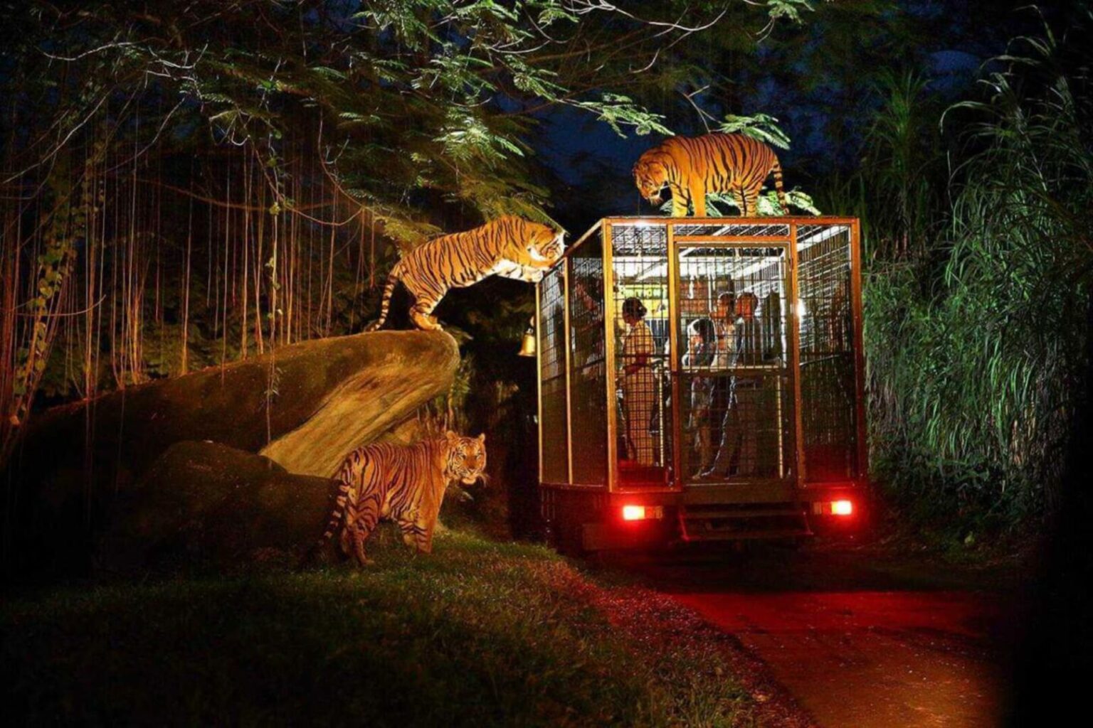 Night Safari (1)