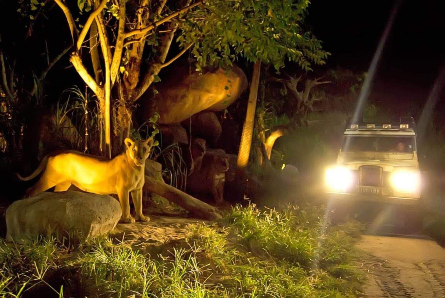 Night Safari (3)