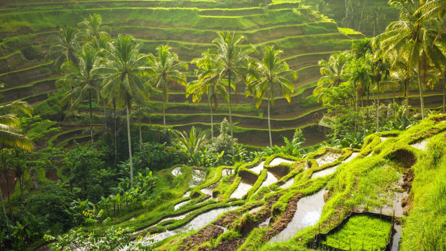 Tegallalang-rice-terrace-3