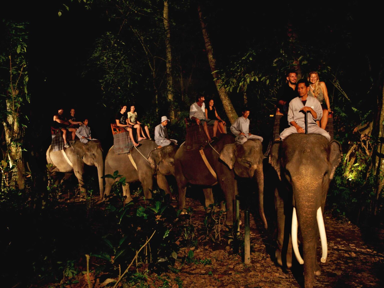 safariunderthestars1